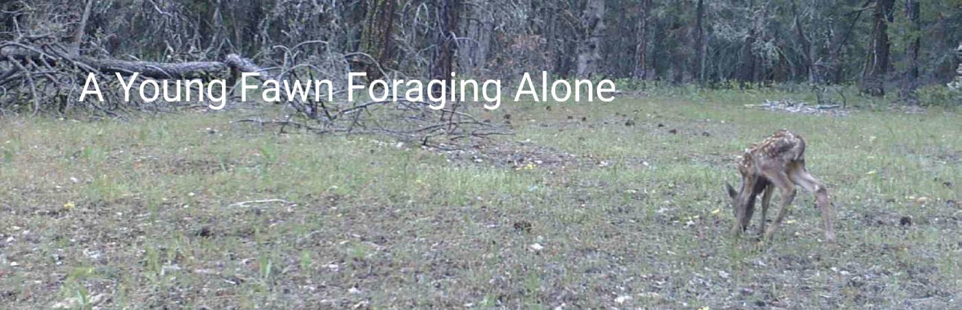 Trail cam image of a young fawn foraging alone in a clearing in May, surrounded by pine forest.