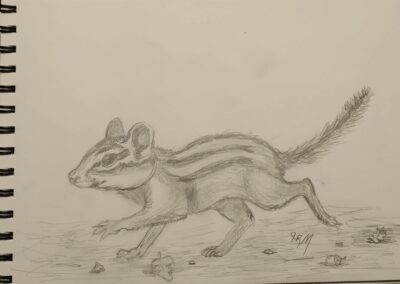 Dashing Chipmunk Sketch