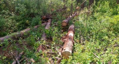 Beetle-killed pine trees blown down during a winter windstorm waiting to be cut into usable logs.