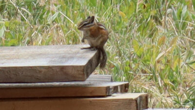 Closeup of chipmunk sitting on lumber at Woodsy Acres
