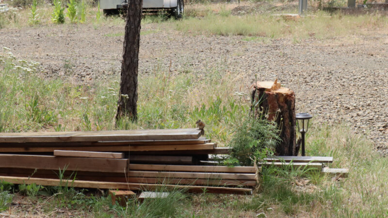 Young chipmunk sitting on a stack of leftover lumber at Woodsy Acres