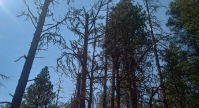 Standing dead pine trees that will eventually be harvested before they deteriorate.