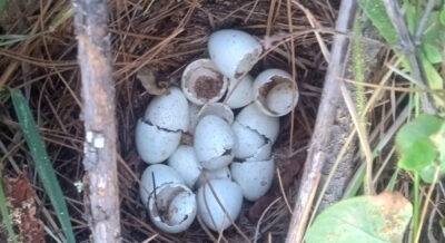 Hatched quail eggshells inside a small ground nest