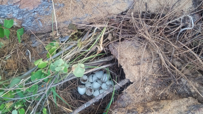 Empty nest hidden beneath brush and pine needles along Cougar Creek